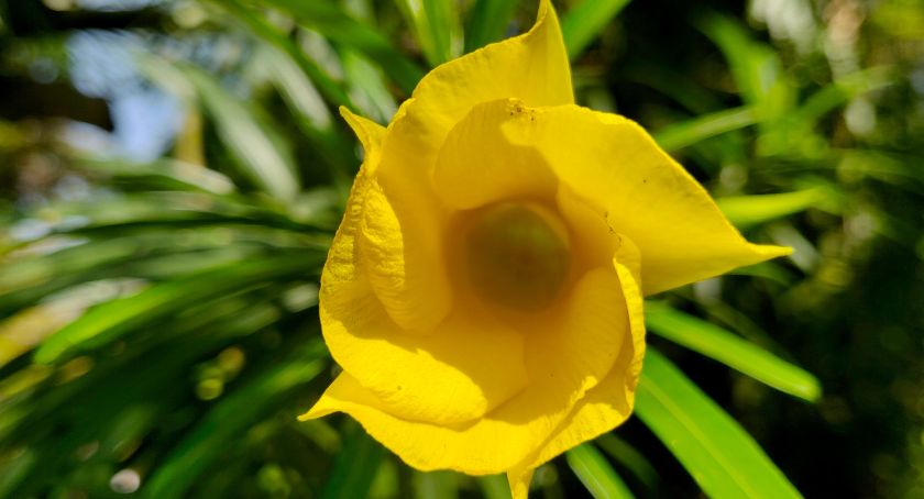 FDA Issues Another Consumer Warning About Yellow Oleander